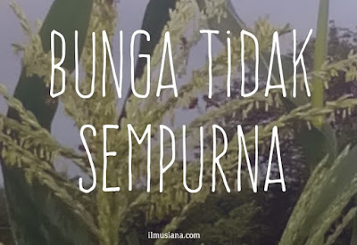 Detail Gambar Bunga Sempurna Dan Tidak Sempurna Nomer 47