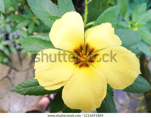 Detail Gambar Bunga Senang Dilukis Nomer 48