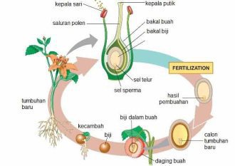 Detail Gambar Bunga Sepatu Dan Penyerbukan Nomer 50