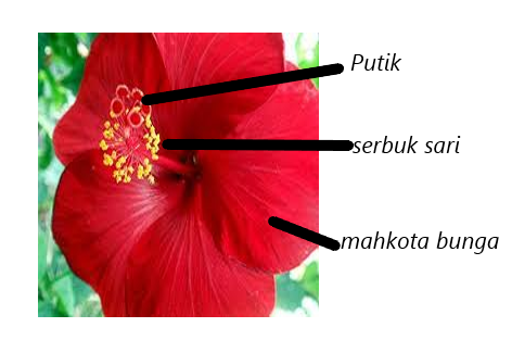 Detail Gambar Bunga Sepatu Dan Penyerbukannya Nomer 43