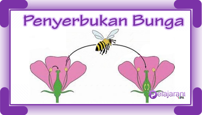 Detail Gambar Bunga Sepatu Dan Penyerbukannya Nomer 45