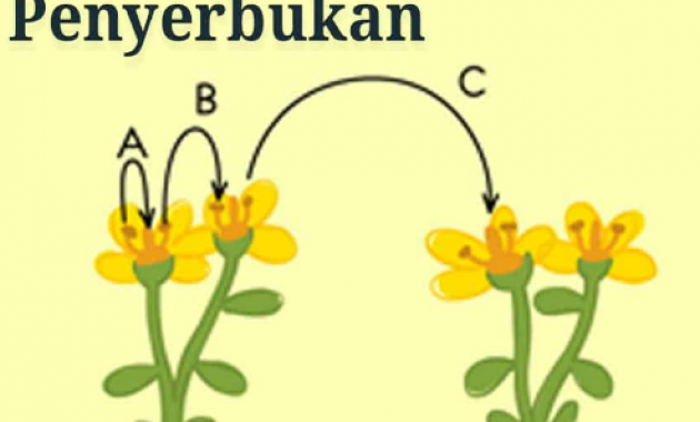 Detail Gambar Bunga Sepatu Dan Penyerbukannya Nomer 50
