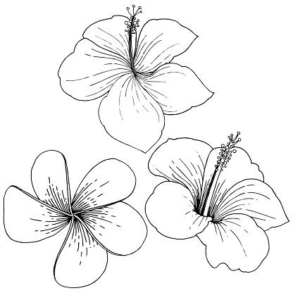Detail Gambar Bunga Sepatu Hitam Putih Nomer 16
