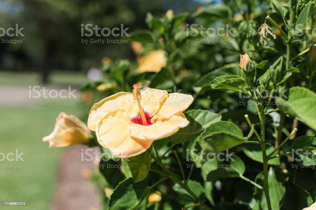 Detail Gambar Bunga Sepatu Kuning Nomer 55