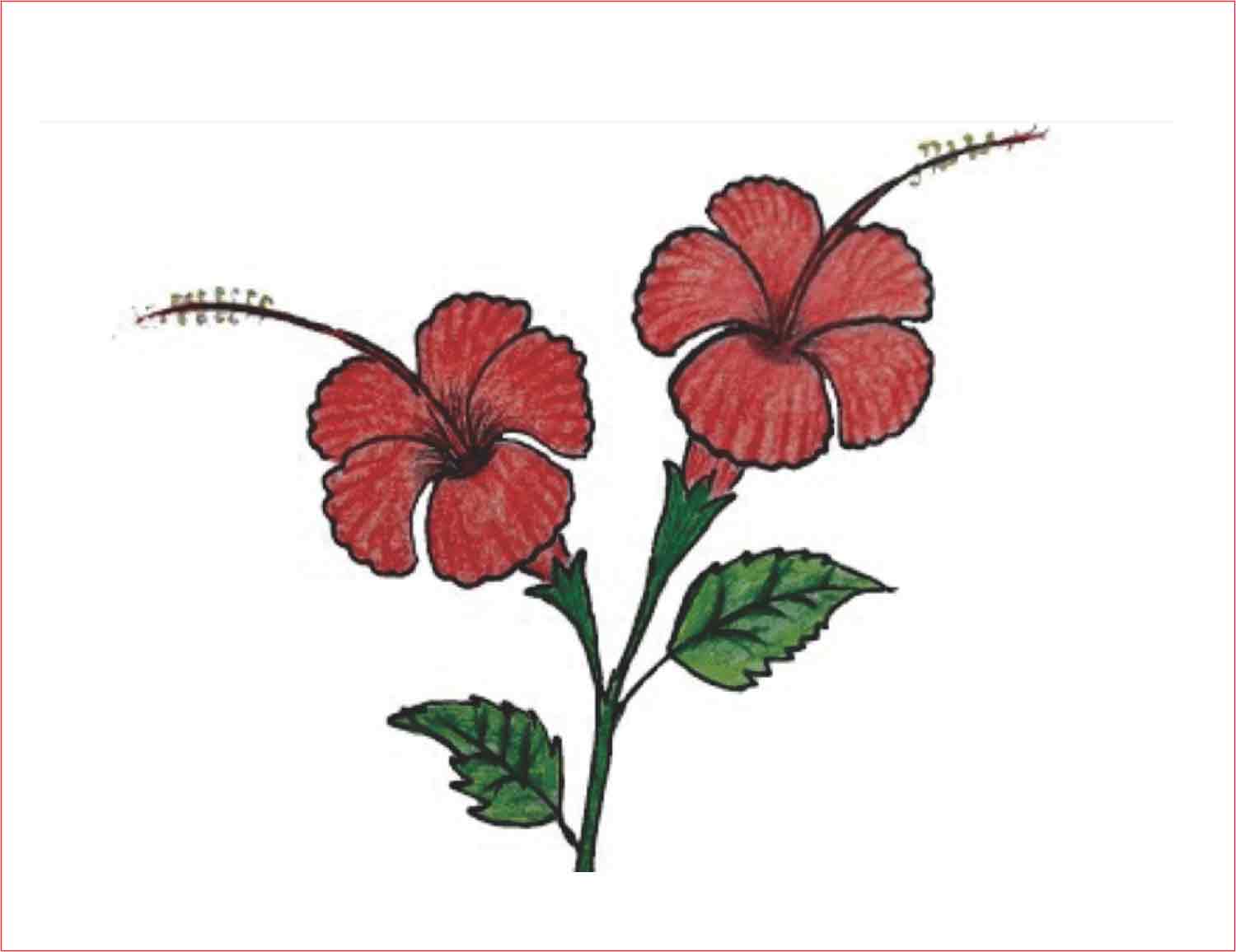 Detail Gambar Bunga Sepatu Lukisan Nomer 51