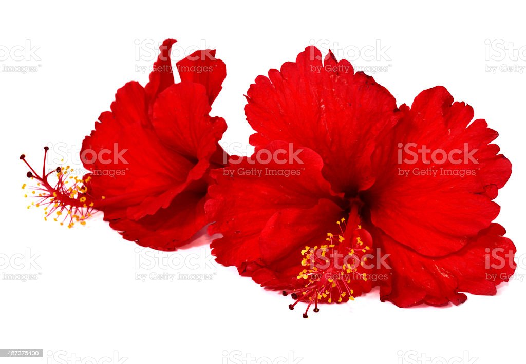 Detail Gambar Bunga Sepatu Merah Nomer 48