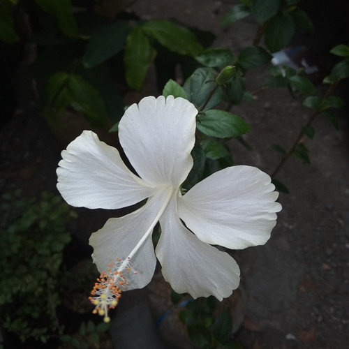 Detail Gambar Bunga Sepatu Putih Nomer 25