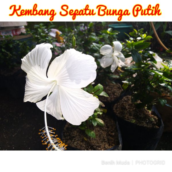 Detail Gambar Bunga Sepatu Putih Nomer 44