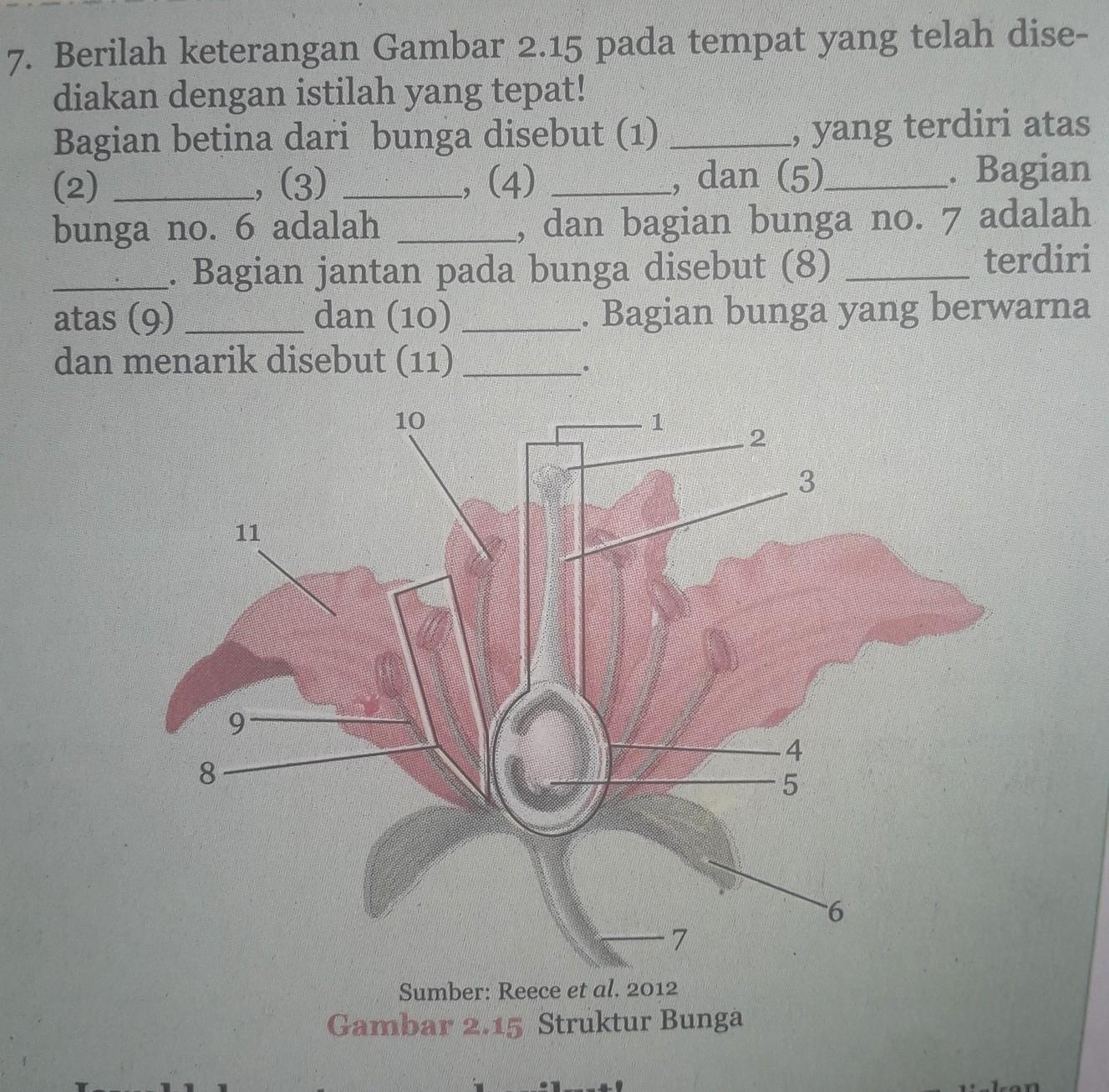 Detail Gambar Bunga Sepatu Tanpa Keterangan Nomer 43