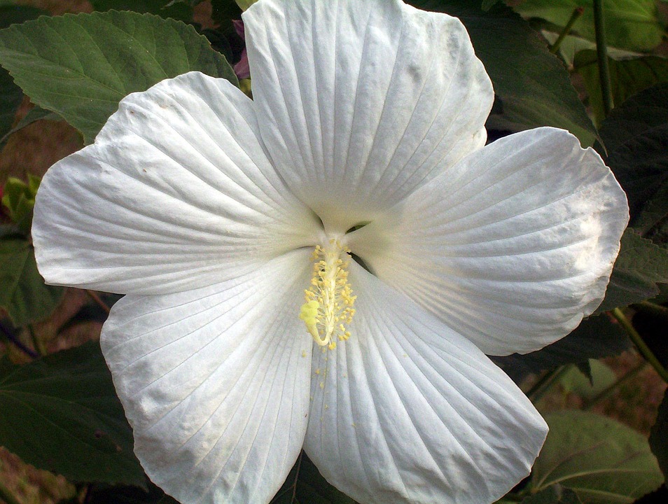 Detail Gambar Bunga Sepatu Warna Putih Nomer 10