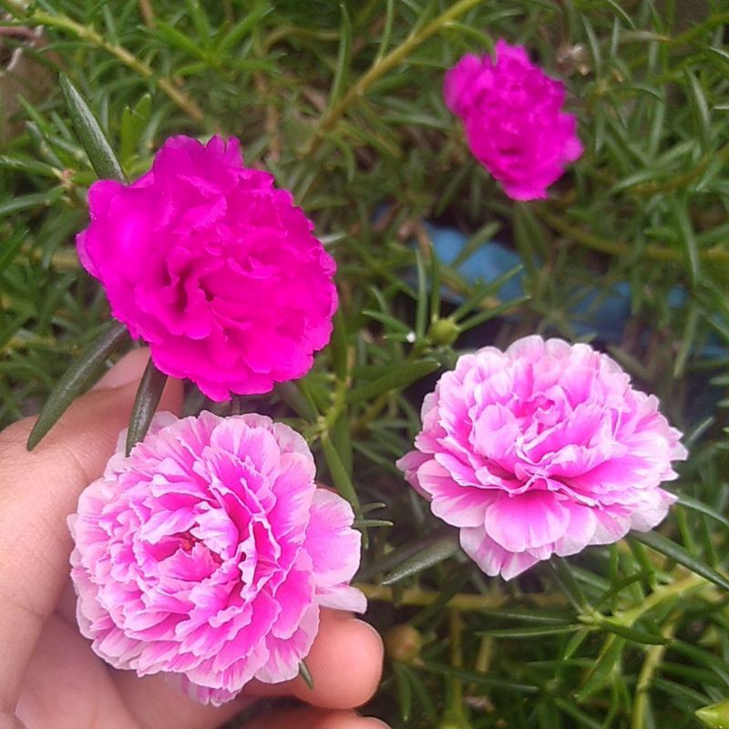 Gambar Bunga Seribu Cantik - KibrisPDR