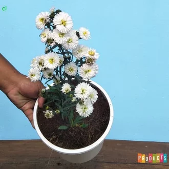 Detail Gambar Bunga Seruni Putih Nomer 41