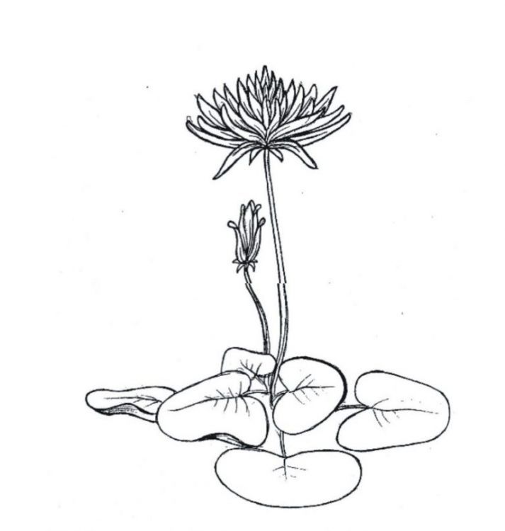 Detail Gambar Bunga Simple Hitam Putih Nomer 29