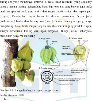 Detail Gambar Bunga Sirsak Nomer 24