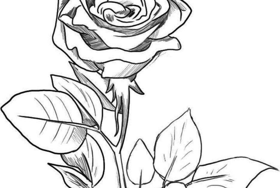 Detail Gambar Bunga Sketsa Pensil Nomer 15