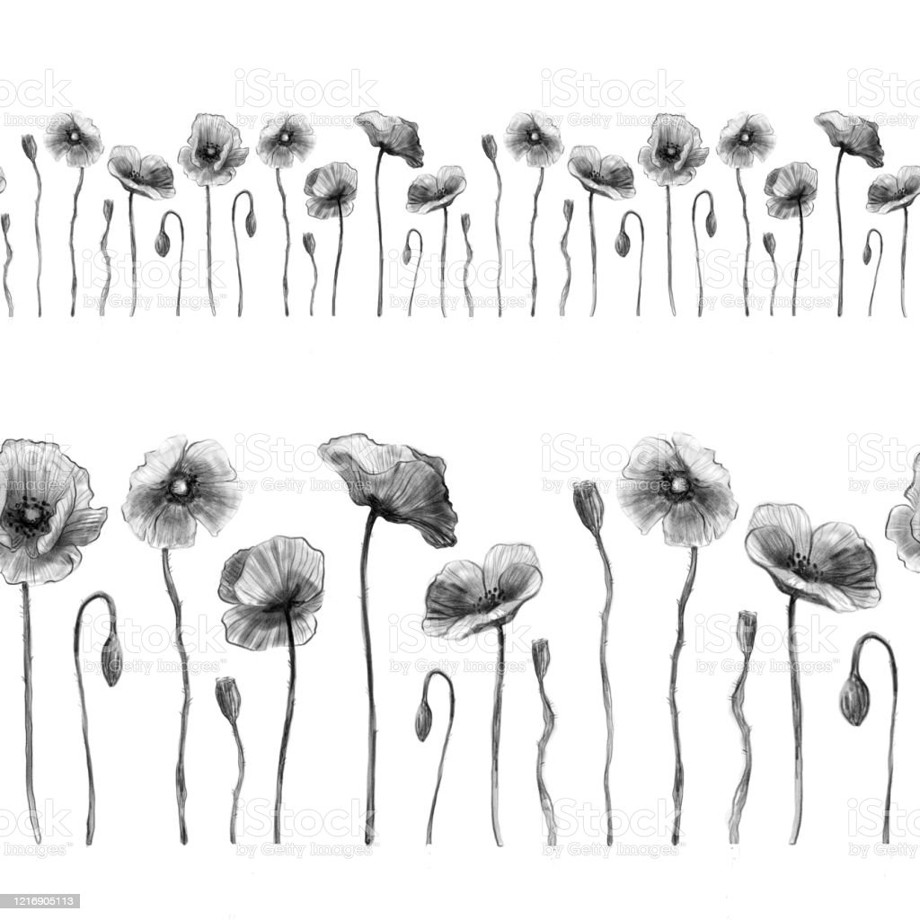 Detail Gambar Bunga Sketsa Pensil Nomer 48
