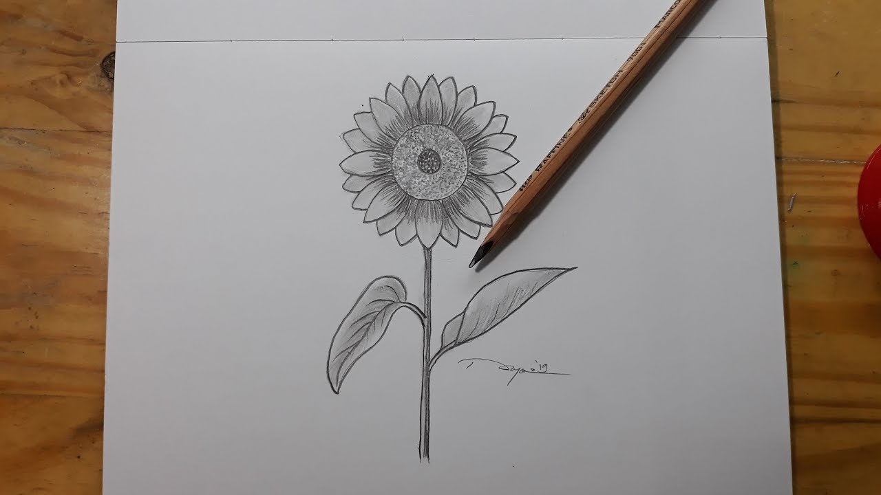 Detail Gambar Bunga Sketsa Pensil Nomer 54