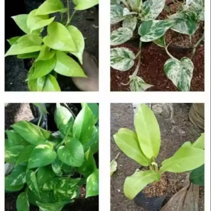 Detail Gambar Bunga Srigading Nomer 25