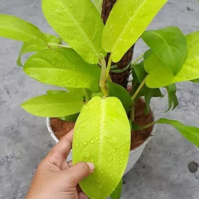 Detail Gambar Bunga Srigading Nomer 45