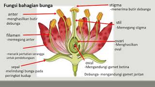 Detail Gambar Bunga Struktur Nomer 35