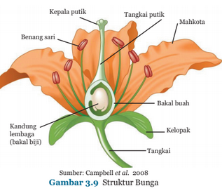 Detail Gambar Bunga Struktur Nomer 5