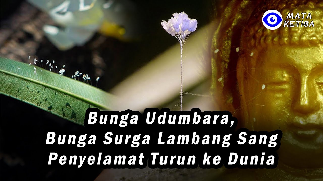 Detail Gambar Bunga Surga Nomer 27