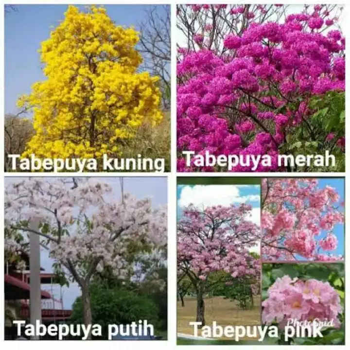 Detail Gambar Bunga Tabebuya Nomer 13