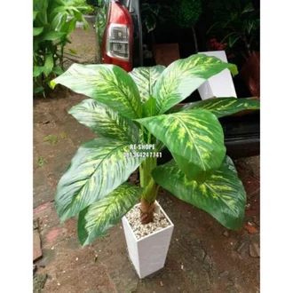 Detail Gambar Bunga Talas Nomer 33