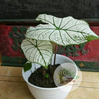 Detail Gambar Bunga Talas Putih Nomer 32