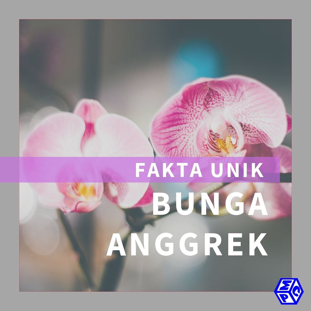 Detail Gambar Bunga Tanaman Anggrek Nomer 40