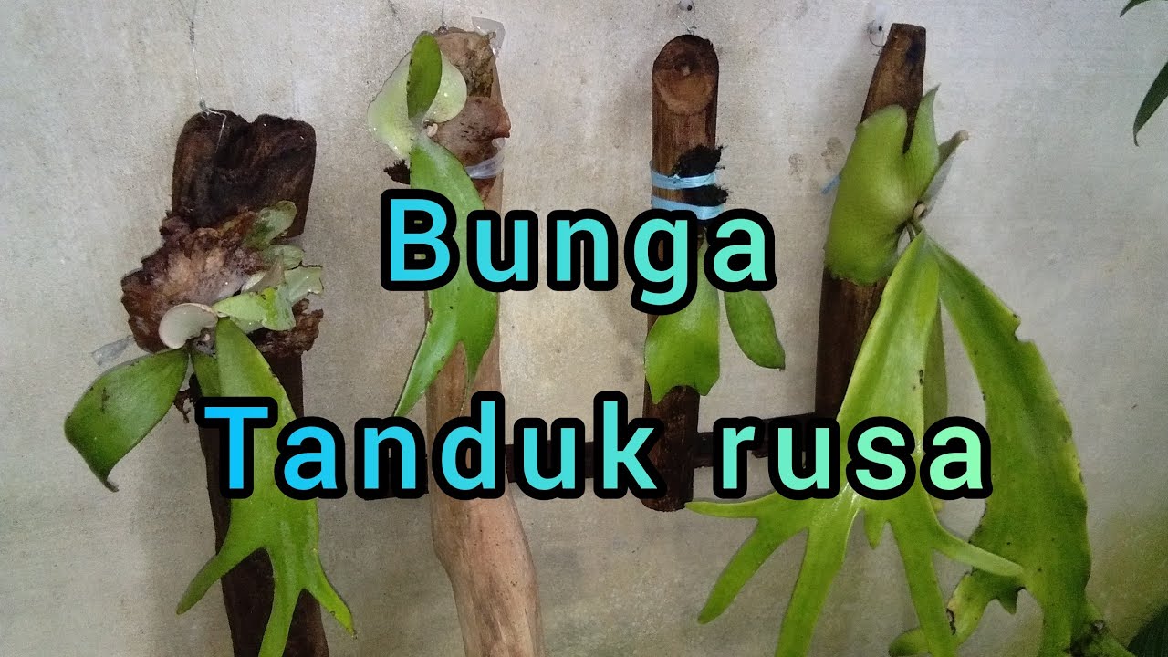 Detail Gambar Bunga Tanduk Rusa Nomer 52