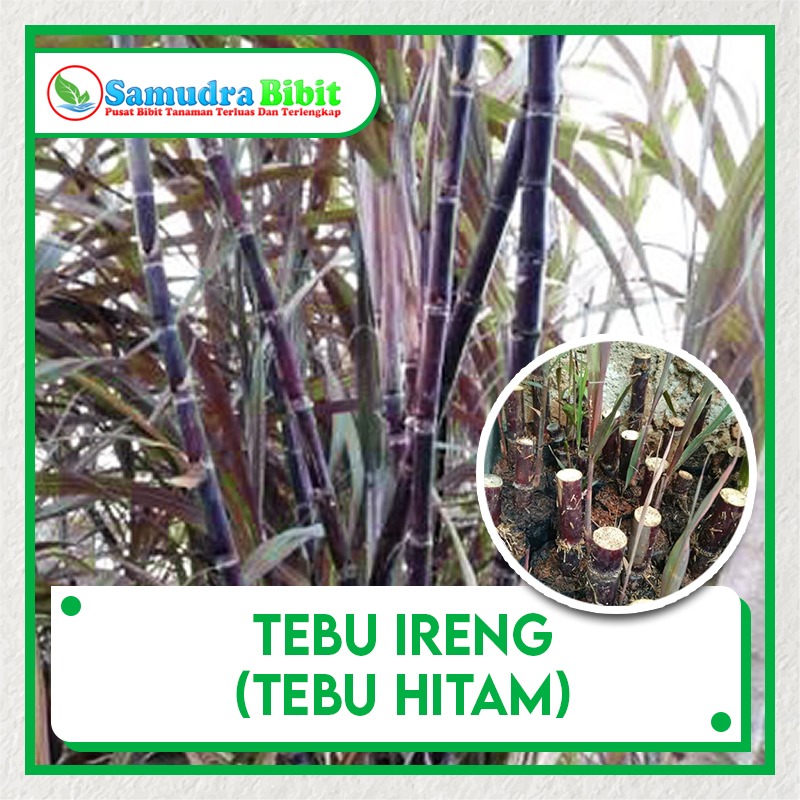 Detail Gambar Bunga Tebu Hitam Nomer 4