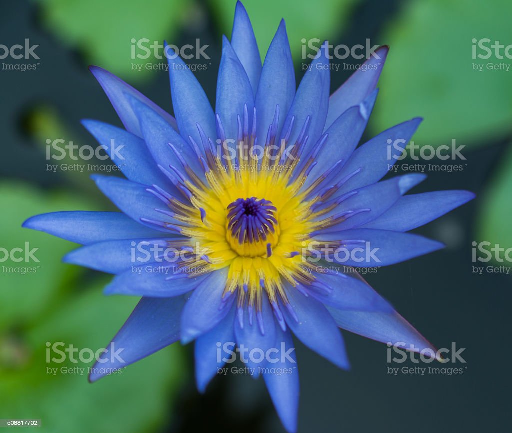 Detail Gambar Bunga Teratai Biru Nomer 54