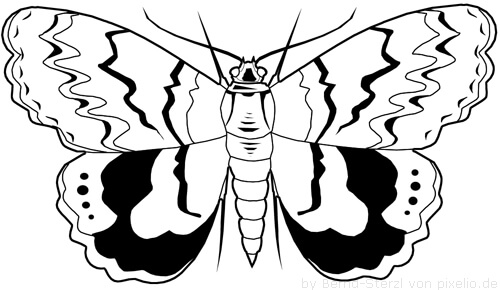 Detail Schmetterling Plotten Nomer 25