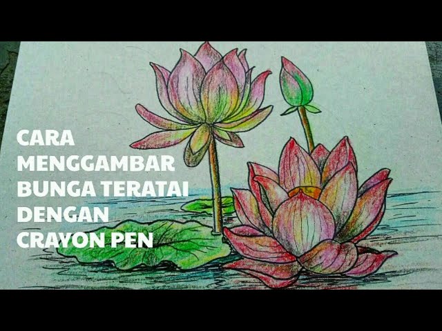 Detail Gambar Bunga Teratai Dengan Pensil Nomer 23