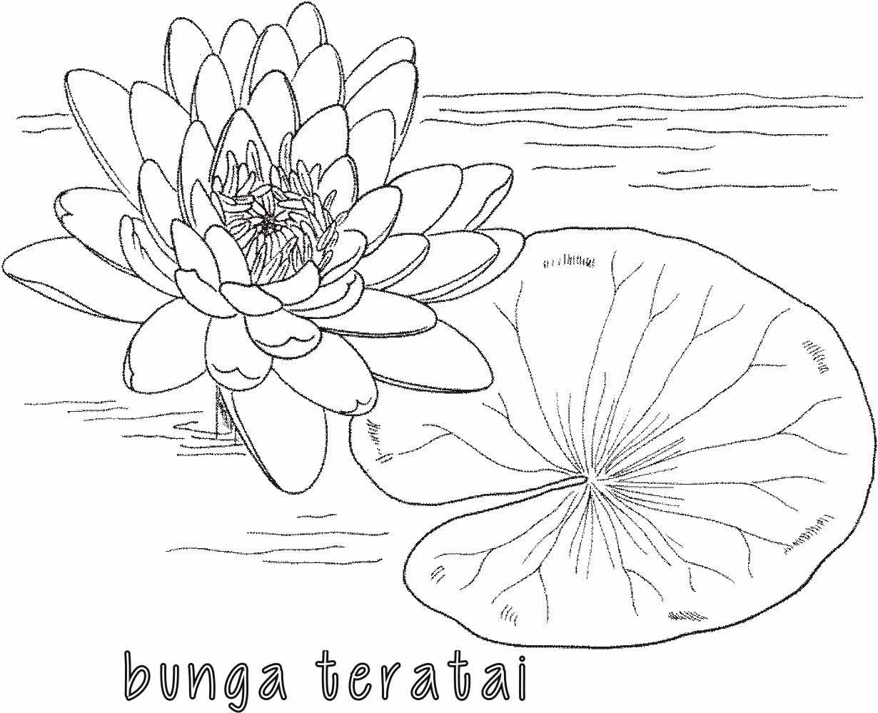 Detail Gambar Bunga Teratai Mewarnai Nomer 4