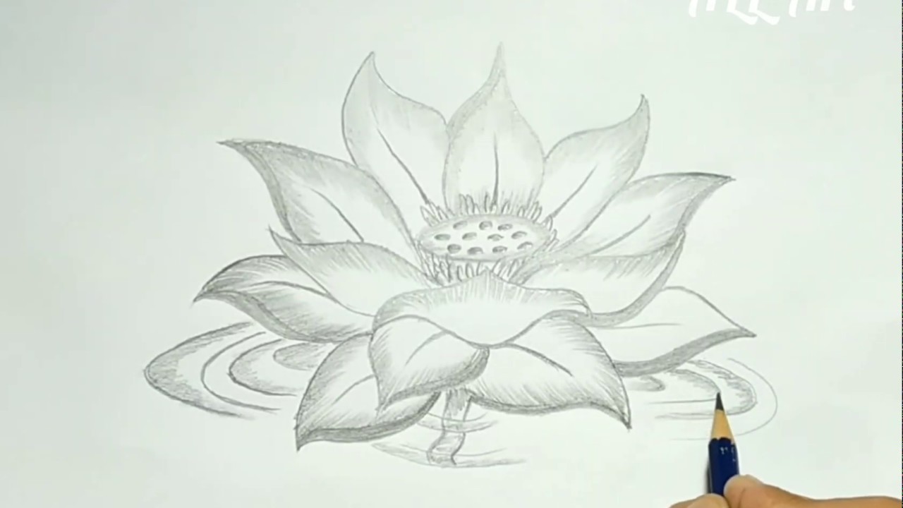 Detail Gambar Bunga Teratai Sketsa Nomer 8