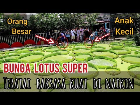 Detail Gambar Bunga Teratai Terbesar Nomer 39