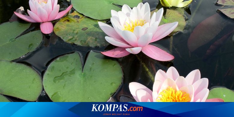 Detail Gambar Bunga Teratai Warna Ungu Nomer 30