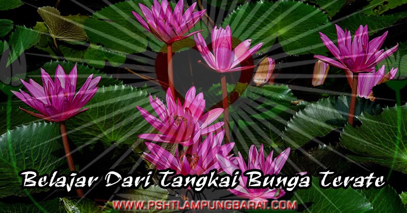 Detail Gambar Bunga Terate Mekar Nomer 23