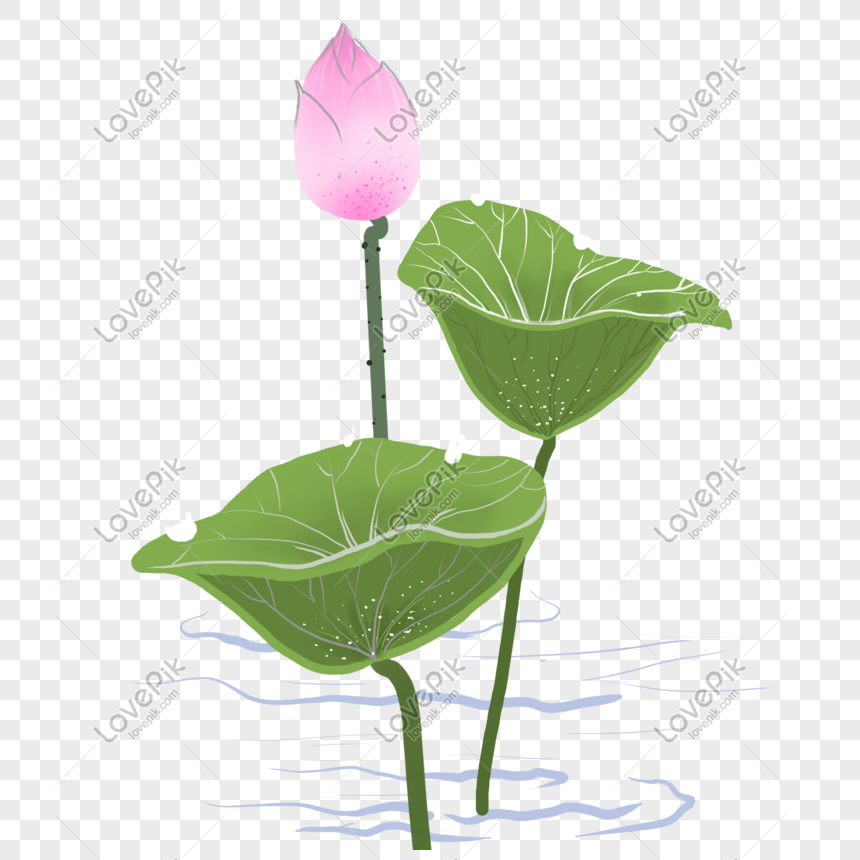 Detail Gambar Bunga Terate Png Nomer 26