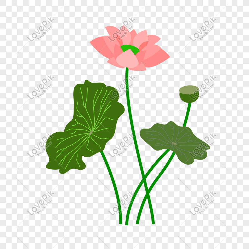 Detail Gambar Bunga Terate Png Nomer 34