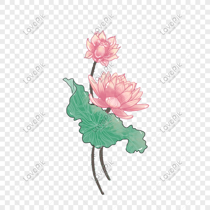 Detail Gambar Bunga Terate Png Nomer 46