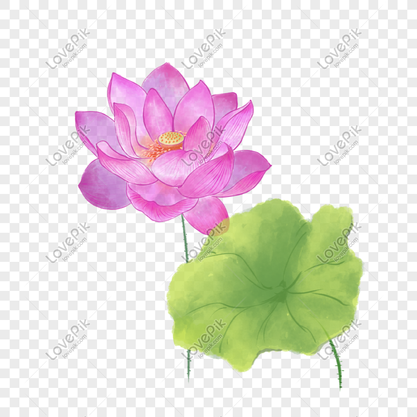 Detail Gambar Bunga Terate Png Nomer 49