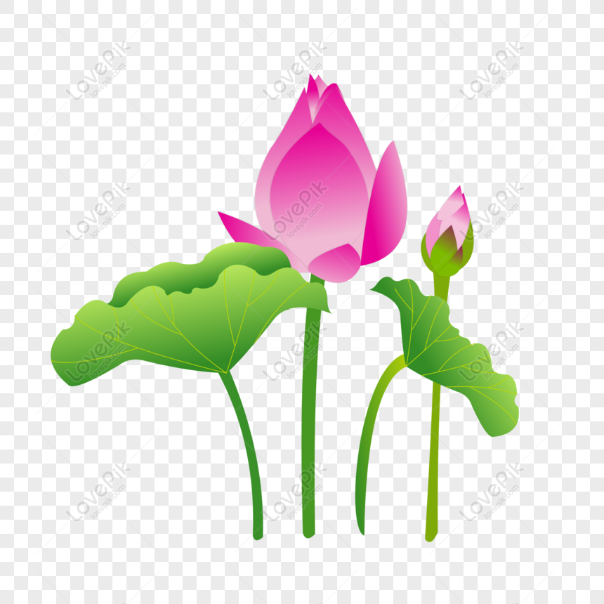 Detail Gambar Bunga Terate Png Nomer 52