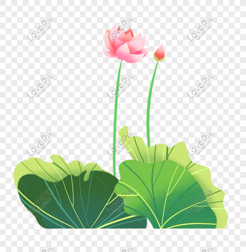 Detail Gambar Bunga Terate Png Nomer 54