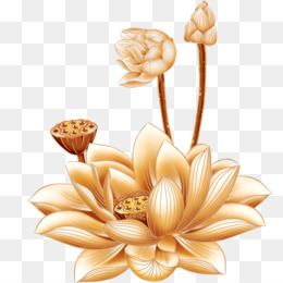 Detail Gambar Bunga Terate Png Nomer 55