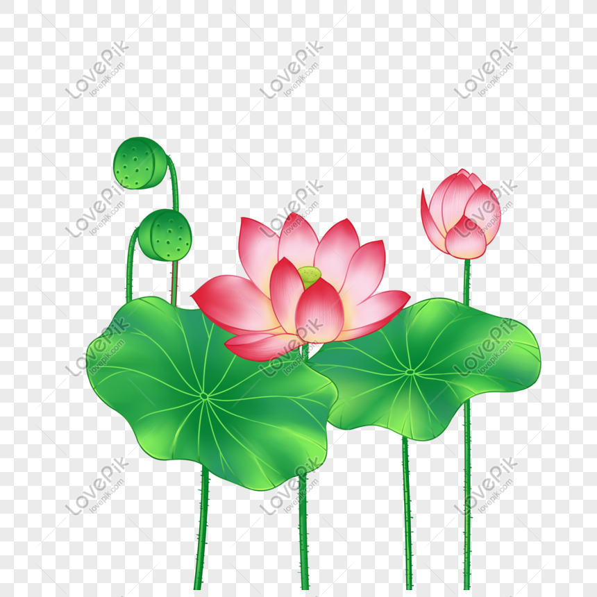 Detail Gambar Bunga Terate Png Nomer 56