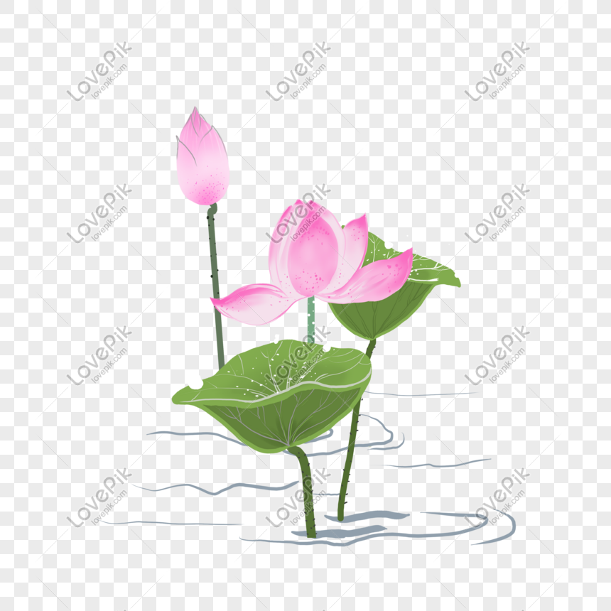 Detail Gambar Bunga Terate Png Nomer 58