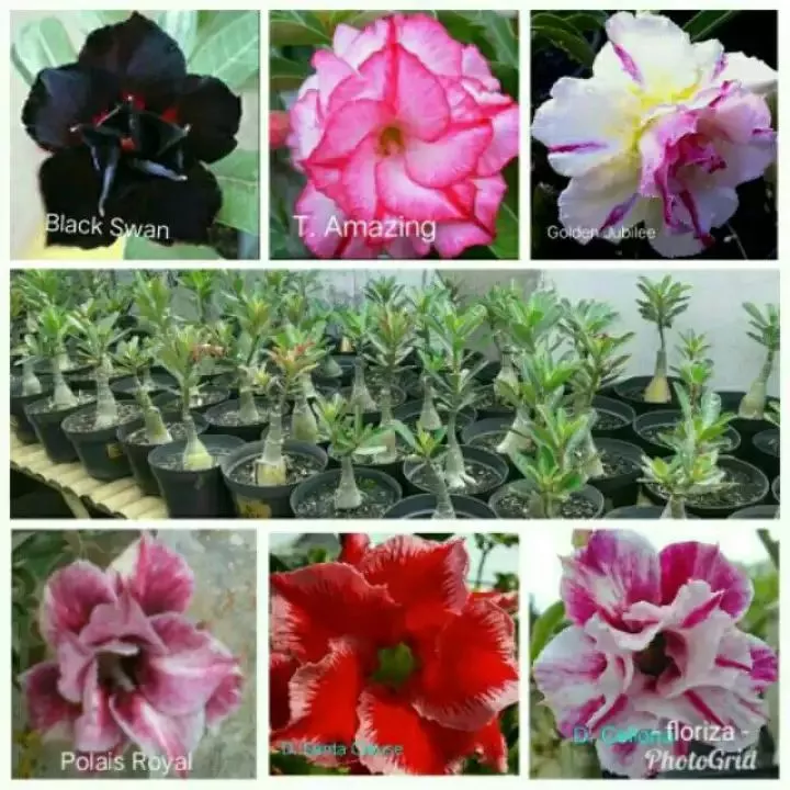 Detail Gambar Bunga Terbaru Nomer 38